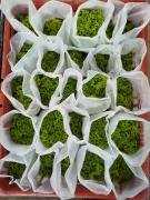 Foto.Amadeu Chagas (7).jpeg