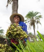 Pró-semiárido_Licuri_by_Fabio_Barong (23).png