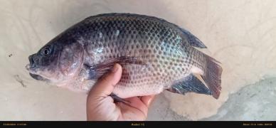 WhatsApp Image 2024-04-16 at 11.36.40.jpeg