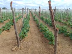 WhatsApp Image 2024-04-18 at 18.44.31.jpeg