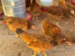 WhatsApp Image 2024-05-21 at 16.57.31.jpeg