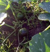 WhatsApp Image 2024-08-12 at 10.24.45.jpeg