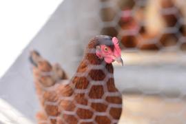 WhatsApp Image 2024-08-27 at 15.26.51.jpeg