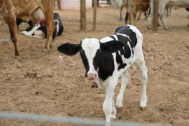 Centro de Comercialização de Animais em Várzea do Poço (7).jpeg