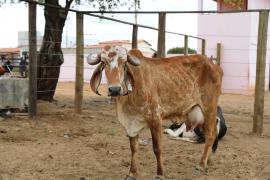Centro de Comercialização de Animais em Várzea do Poço (8).jpeg