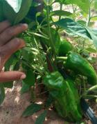 WhatsApp Image 2024-09-20 at 13.52.24 (1).jpeg