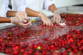 Fruticultura no Litoral Norte da Bahia é impulsionada com agroindústria_FT-Geraldo Carvalho (1).jpg