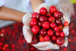 Fruticultura no Litoral Norte da Bahia é impulsionada com agroindústria_FT-Geraldo Carvalho (11).jpg