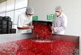 Fruticultura no Litoral Norte da Bahia é impulsionada com agroindústria_FT-Geraldo Carvalho (13).jpg