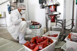 Fruticultura no Litoral Norte da Bahia é impulsionada com agroindústria_FT-Geraldo Carvalho (29).jpg