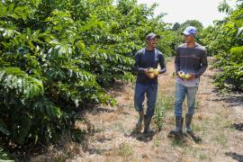 Fruticultura no Litoral Norte da Bahia é impulsionada com agroindústria_FT-Geraldo Carvalho (39).jpg