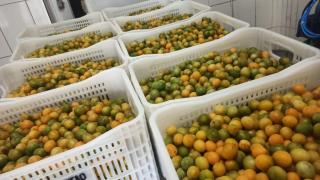 WhatsApp Image 2025-01-30 at 12.14.56.jpeg