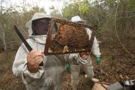 apiario-em-heliopolis-car-sedirfotocarla-ornelassecom-2