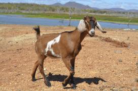 1433789563bode_1000x662