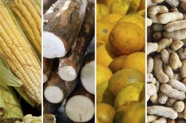 capa-site_periodo-sao-joao