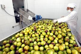 mateus_pereira_govba_2