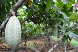 31484590146_4c37a0443a_k