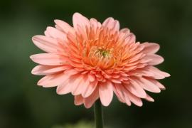 1506088697flores__foto_aurelino_xavier_34