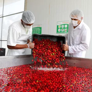 Bahia colhe inclusão, renda e desenvolvimento com a agricultura familiar no 1º semestre de 2025