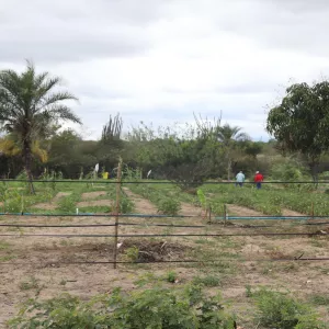 Governo da Bahia entrega 120 hectares irrigados a famílias assentadas em Ponto Novo