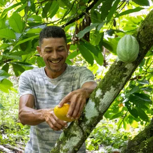 Bahia amplia ações e avança na proteção da cacauicultura