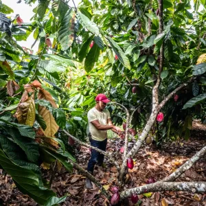 Importação de cacau da Costa do Marfim é suspensa após articulação liderada pela Bahia