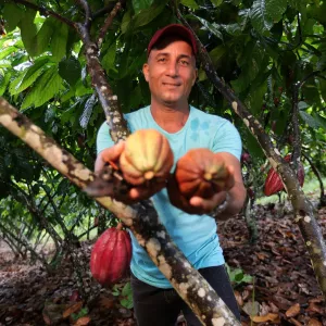 Dia do Cacau: Cacau+ impulsiona produção e fortalece a agricultura familiar na Bahia