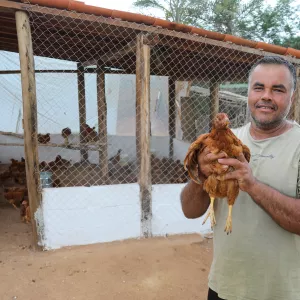Galinheiros Rústicos