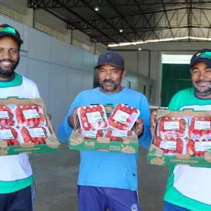 Unidade de beneficiamento de frutas vermelhas