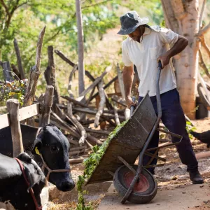 Governo da Bahia autoriza investimento de R$ 2,9 milhões para fortalecer a produção de leite no Sertão Produtivo e Velho Chico