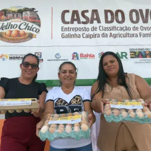 Bahia fortalece produção de ovos na agricultura familiar