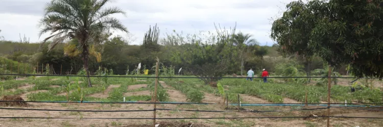 Governo da Bahia entrega 120 hectares irrigados a famílias assentadas em Ponto Novo