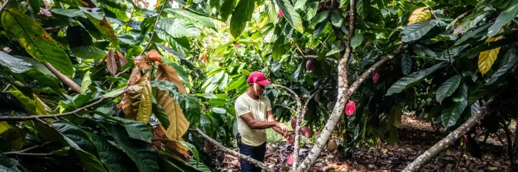 Importação de cacau da Costa do Marfim é suspensa após articulação liderada pela Bahia