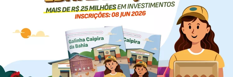 Governo da Bahia lança edital de R$ 25,6 milhões para produção de ovos caipiras