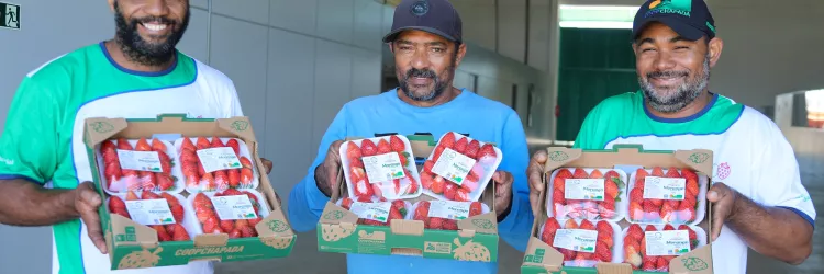 Unidade de beneficiamento de frutas vermelhas