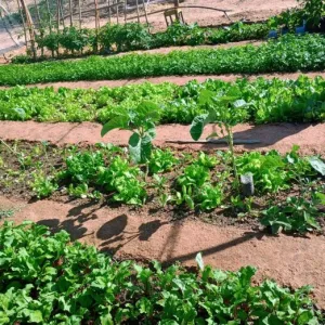 Imagem de quintal com produção de hortaliças 