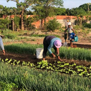 Agricultores cuidam da terra