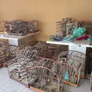 Gaiolas de animais resgatados