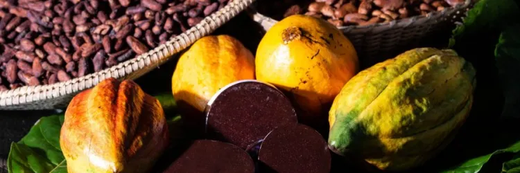 Do cacau ao chocolate