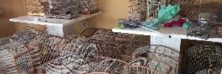 Gaiolas de animais resgatados