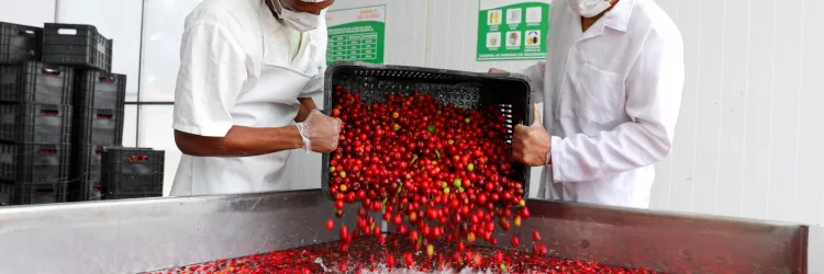 Trabalhadores da Agroindustria