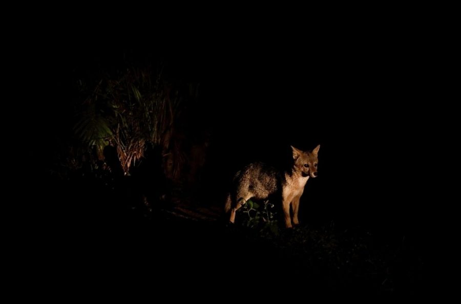 Zoológico de Salvador anuncia novas datas para passeio noturno
