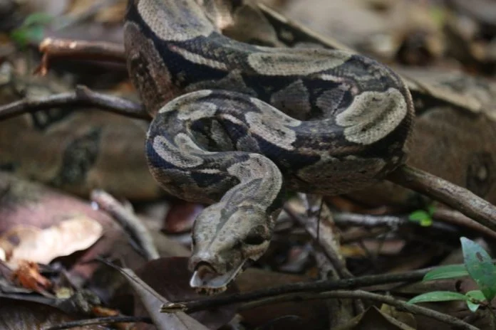 Cetas do Inema recebe 74 animais silvestres durante o Carnaval