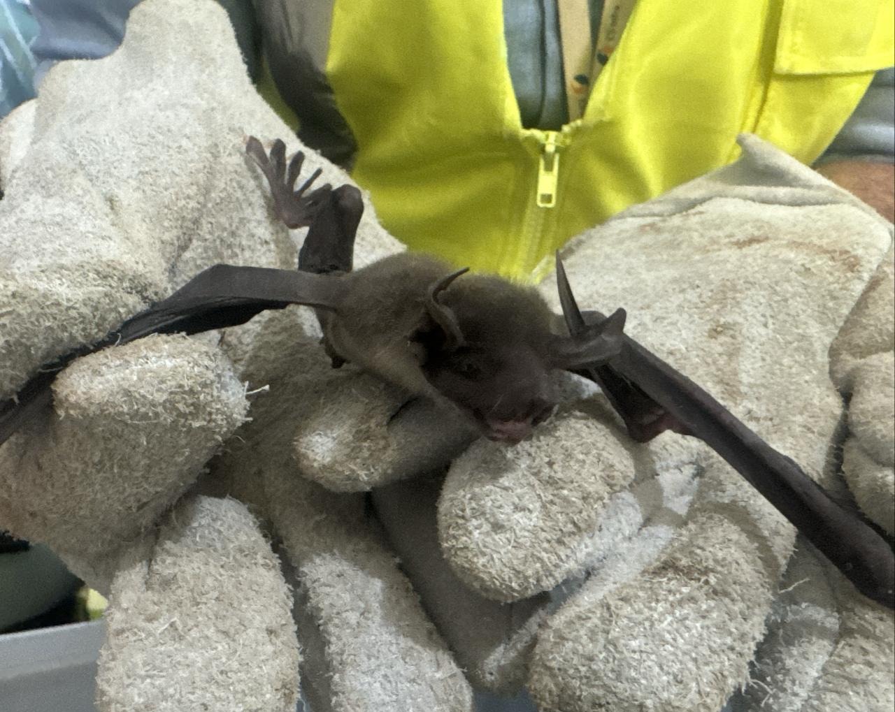 Veterinário do Inema alerta sobre a importância dos morcegos no equilíbrio ecológico