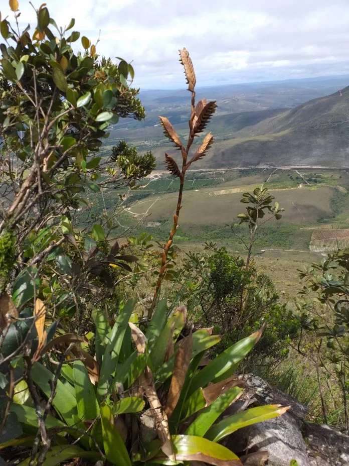 Nova espécie de bromélia é descoberta na Chapada Diamantina