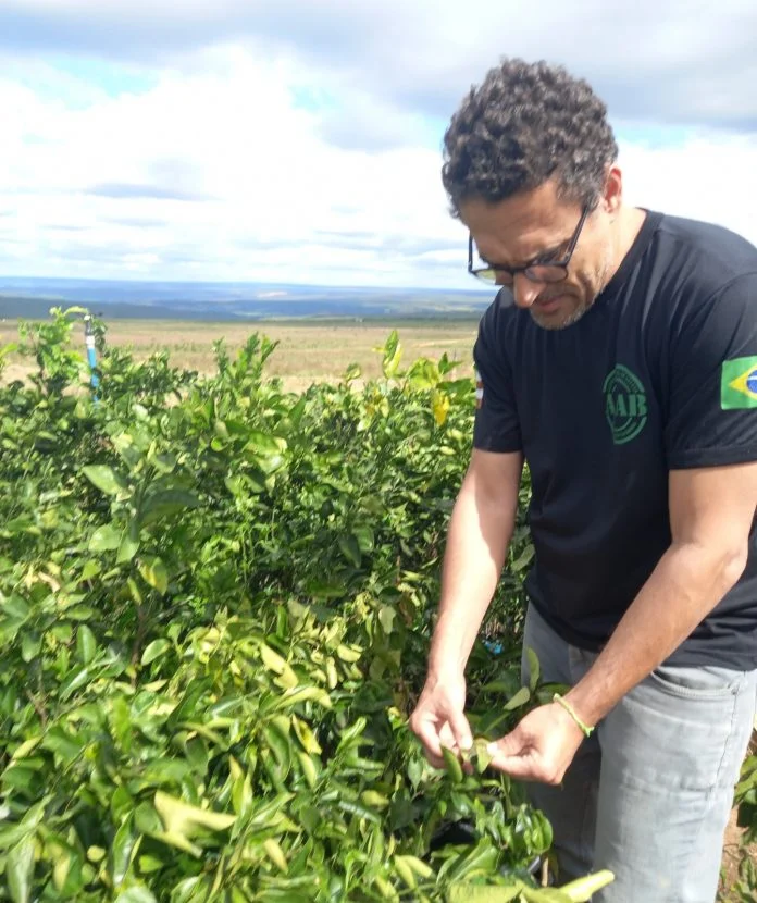 Adab intensifica ações de vigilância para proteger pomares baianos do Greening