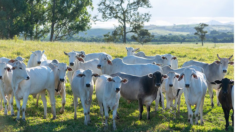  Plano Nacional de Identificação Individual de Bovinos