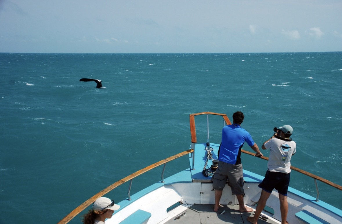 Capacitação oferecida pela Setur-BA qualifica turismo de avistamento de baleias