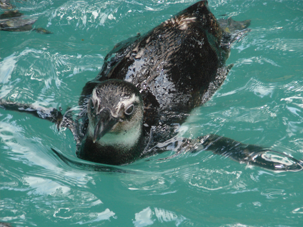 Temporada das jubarte e aparição de pinguins reforçam cuidados ambientais na Bahia