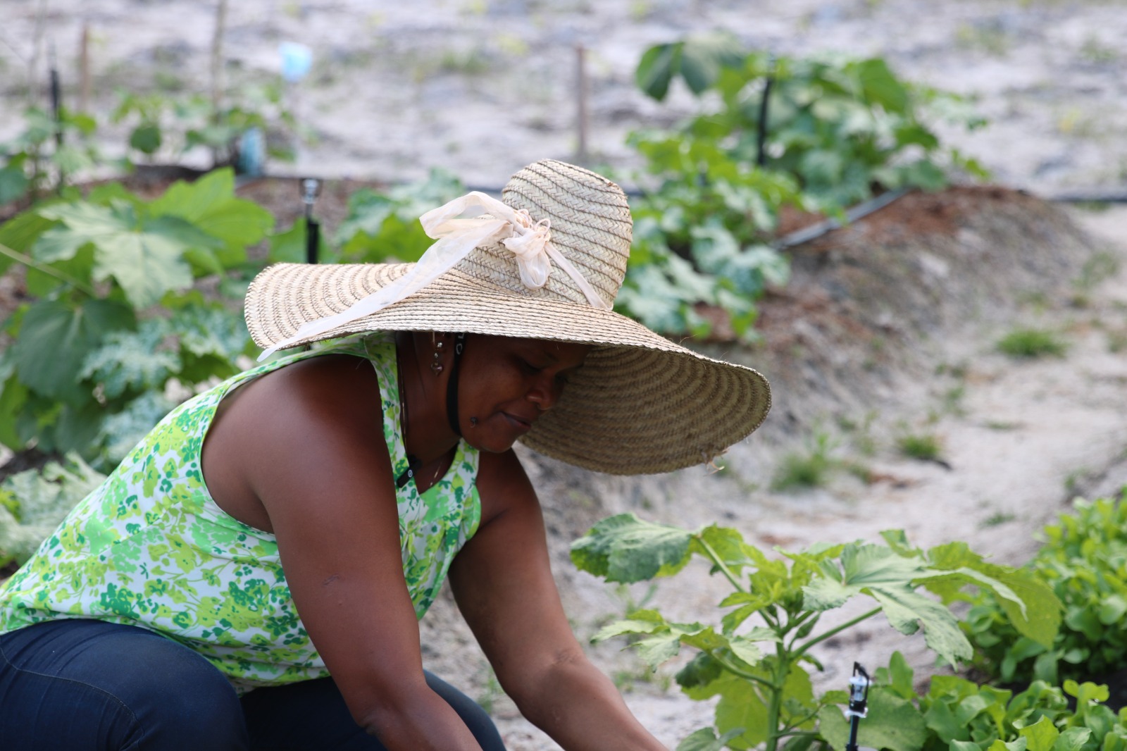 Viva Horta fortalece produção de alimentos saudáveis em comunidades rurais de Camaçari